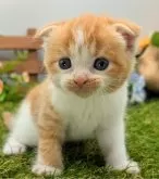 スコティッシュフォールド(折れ耳)【大阪府・女の子・2024年9月3日・レッド&ホワイト】の写真2