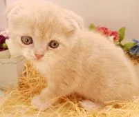 スコティッシュフォールド(折れ耳)【大阪府・男の子・2021年8月19日・クリーム&ホワイト】の写真2「9月23日撮影」