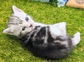 スコティッシュフォールド(立ち耳)【大阪府・男の子・2024年9月1日・シルバータビー】の写真3
