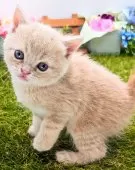 スコティッシュフォールド(立ち耳)【大阪府・男の子・2024年3月8日・クリーム】の写真4