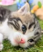 スコティッシュフォールド(立ち耳)【大阪府・男の子・2024年6月24日・ブラウン&ホワイト】の写真4