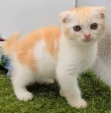 スコティッシュフォールド(折れ耳)【大阪府・男の子・2025年6月24日・レッド&ホワイト】の写真10