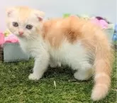 スコティッシュフォールド(折れ耳)【大阪府・男の子・2025年6月24日・レッド&ホワイト】の写真12