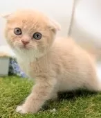 スコティッシュフォールド(折れ耳)【大阪府・男の子・2025年2月14日・クリーム】の写真12