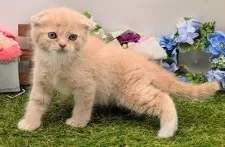 スコティッシュフォールド(折れ耳)【大阪府・男の子・2025年2月14日・クリーム】の写真14