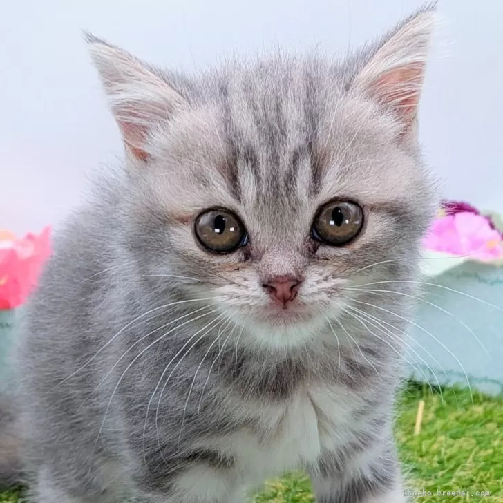 ID:2508-01809の子猫
