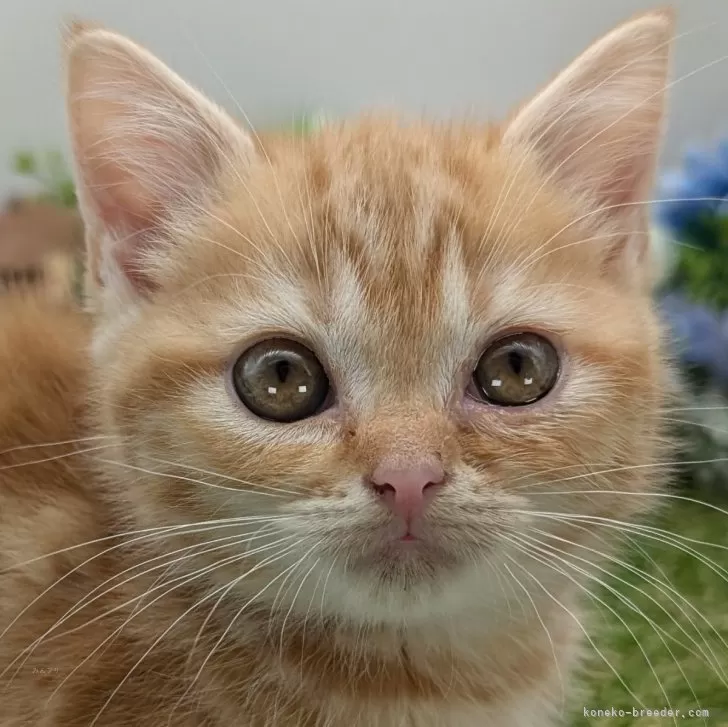 ID:2501-01508の子猫