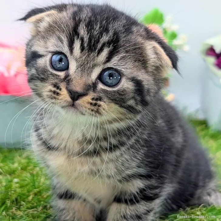 ID：2503-02936の子猫