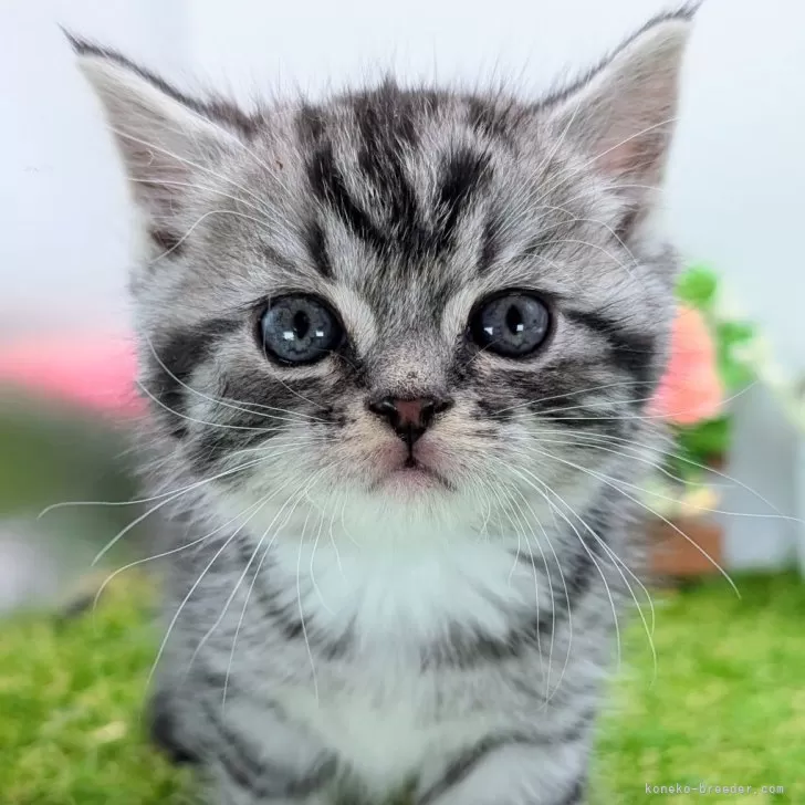 ID：2503-02889の子猫