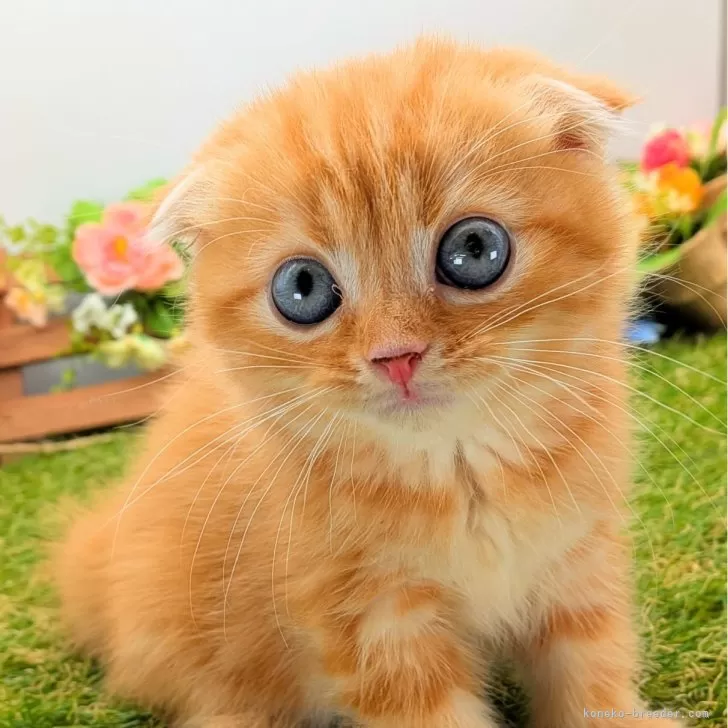 ID:2509-00206の子猫