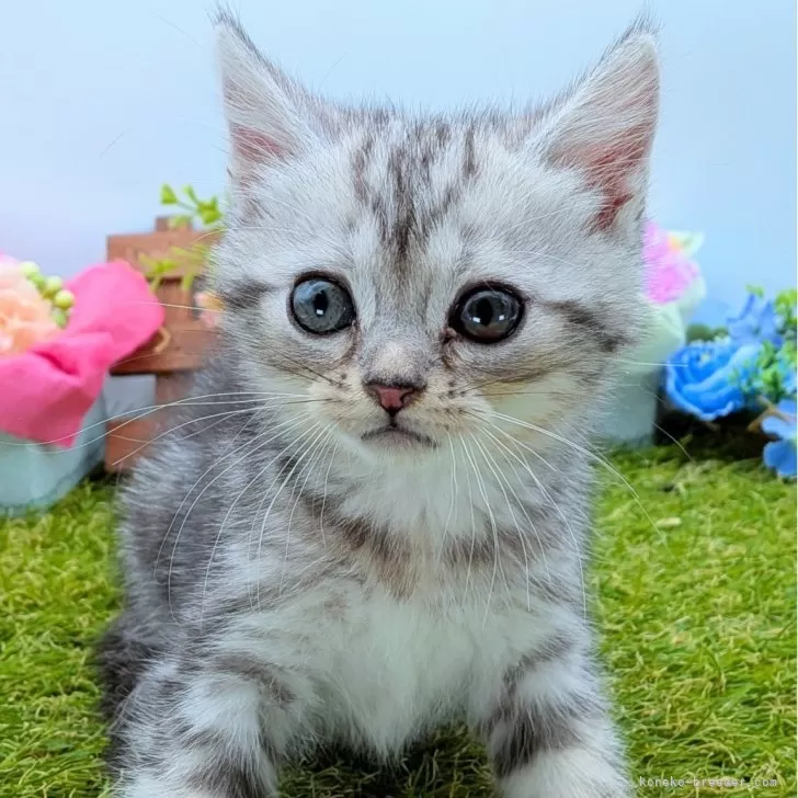 ID：2509-00209の子猫