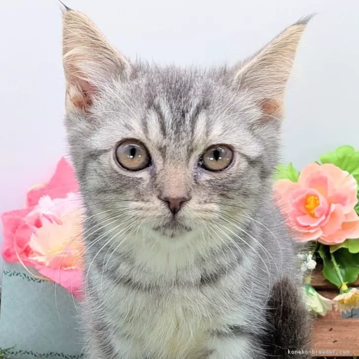 スコティッシュフォールド(立ち耳)【大阪府・女の子・2025年9月7日・ブルータビー】の写真1