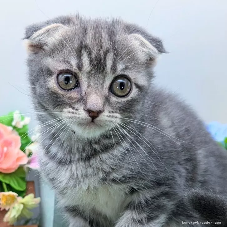 ID:2412-02651の子猫