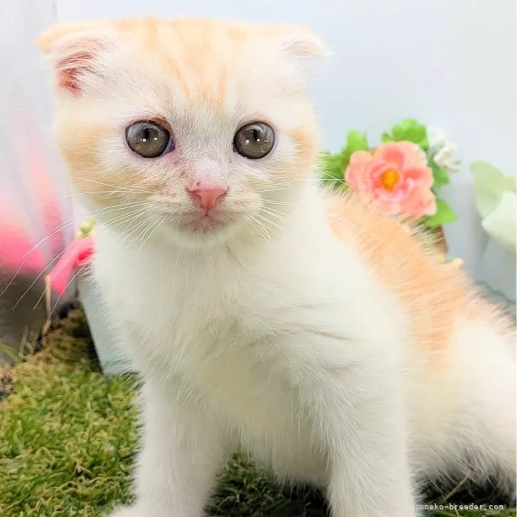 スコティッシュフォールド(折れ耳)【大阪府・男の子・2025年6月24日・レッド&amp;ホワイト】の写真1