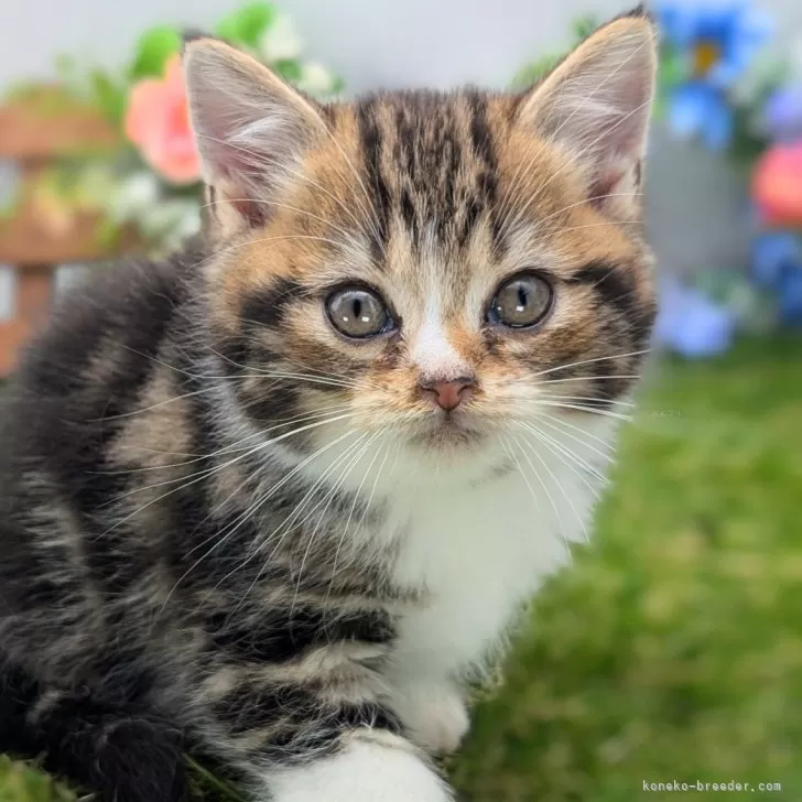 ID：2506-01619の子猫