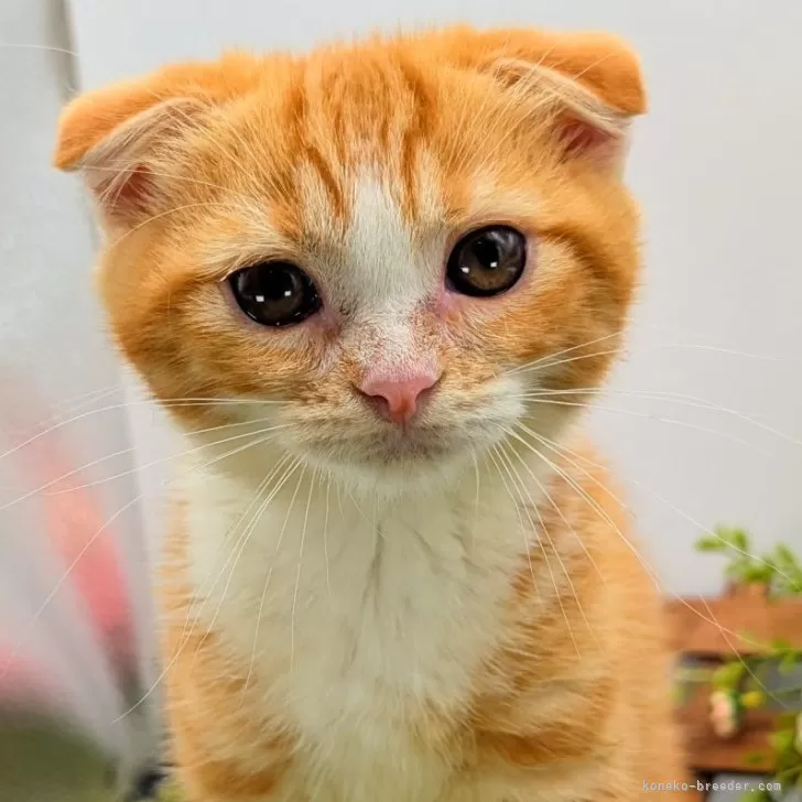 ID:2506-02673の子猫