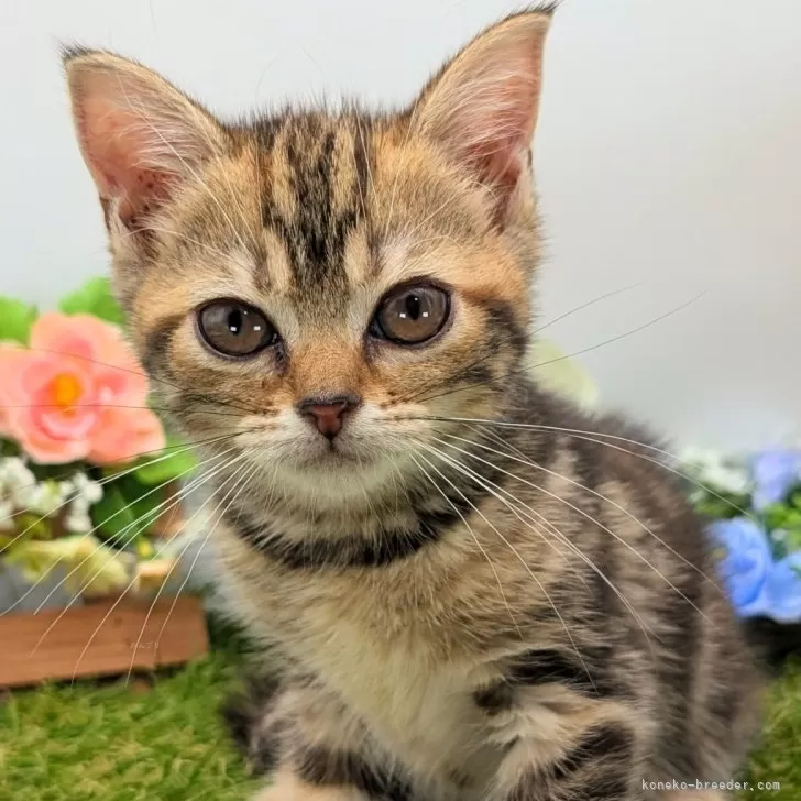 ID：2507-01319の子猫