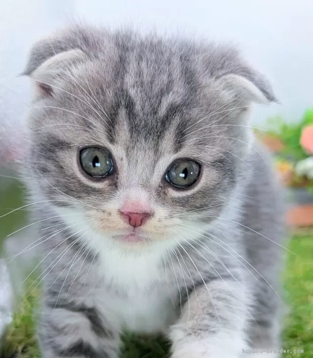 ID:2506-01614の子猫