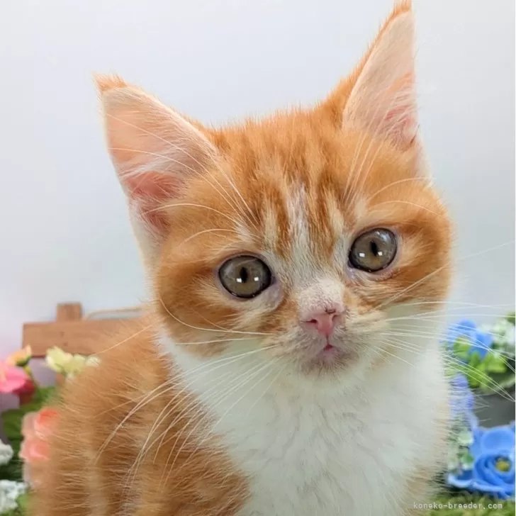 スコティッシュフォールド(立ち耳)【大阪府・男の子・2025年10月10日・レッド&amp;ホワイト】の写真1