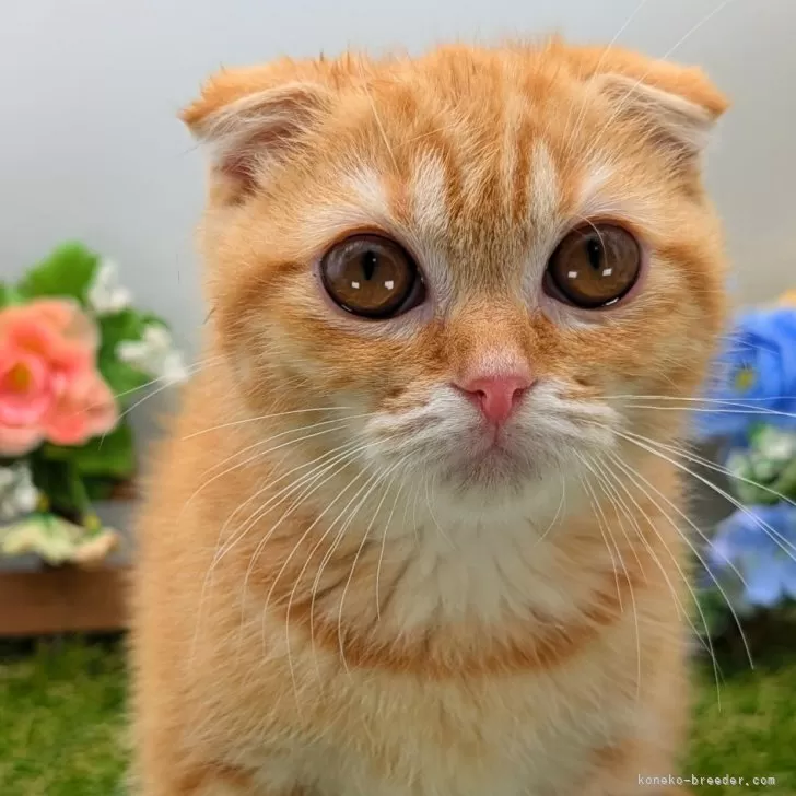 ID：2503-01589の子猫