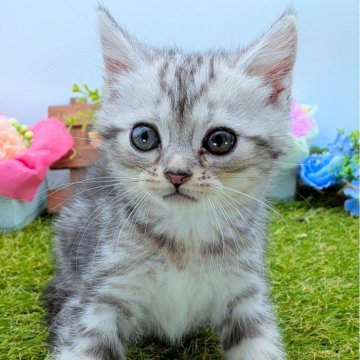 スコティッシュフォールド(立ち耳)【大阪府・男の子・2025年7月15日・シルバータビー】の写真「縞模様がしっかりしておりとっても綺麗な子猫」