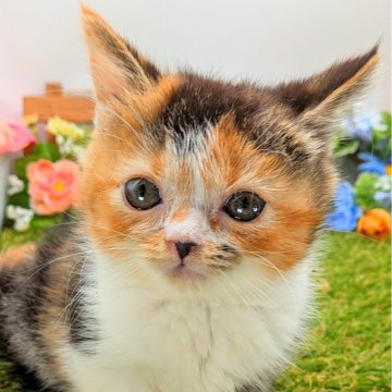 スコティッシュフォールド(立ち耳)【大阪府・女の子・2025年10月20日・キャリコ(三毛猫)】の写真「コロコロもふもふとっても可愛い！！」