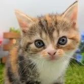 スコティッシュフォールド(立ち耳)【大阪府・女の子・2025年2月1日・キャリコ】の写真1