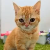 スコティッシュフォールド(立ち耳)【大阪府・男の子・2024年12月25日・レッドタビー】の写真1