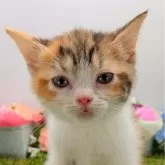 スコティッシュフォールド(立ち耳)