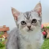 スコティッシュフォールド(立ち耳)