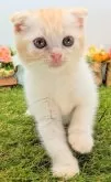 スコティッシュフォールド(折れ耳)【大阪府・男の子・2025年6月24日・レッド&ホワイト】の写真2