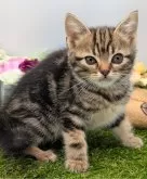 スコティッシュフォールド(立ち耳)【大阪府・男の子・2024年11月15日・ブラウンタビー】の写真3