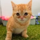 スコティッシュフォールド(立ち耳)【大阪府・男の子・2024年12月25日・レッドタビー】の写真5