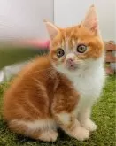 スコティッシュフォールド(立ち耳)【大阪府・男の子・2025年10月10日・レッド&ホワイト】の写真5