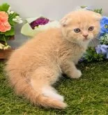 スコティッシュフォールド(折れ耳)【大阪府・男の子・2025年2月14日・クリーム】の写真5