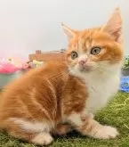 スコティッシュフォールド(立ち耳)【大阪府・男の子・2025年10月10日・レッド&ホワイト】の写真6