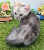 スコティッシュフォールド(立ち耳)【大阪府・女の子・2025年7月15日・シルバータビー】の写真6