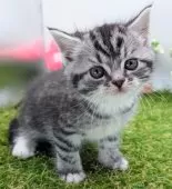 スコティッシュフォールド(立ち耳)【大阪府・男の子・2025年2月14日・シルバータビー】の写真6