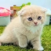 スコティッシュフォールド(折れ耳)【大阪府・男の子・2025年2月14日・クリーム】の写真6