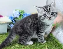 スコティッシュフォールド(立ち耳)【大阪府・男の子・2025年2月14日・シルバータビー】の写真7