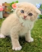 スコティッシュフォールド(折れ耳)【大阪府・男の子・2025年2月14日・クリーム】の写真9