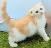 スコティッシュフォールド(折れ耳)【大阪府・男の子・2025年6月24日・レッド&ホワイト】の写真9