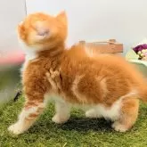 スコティッシュフォールド(立ち耳)【大阪府・男の子・2025年10月10日・レッド&ホワイト】の写真9