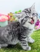 スコティッシュフォールド(立ち耳)【大阪府・男の子・2025年2月14日・シルバータビー】の写真9