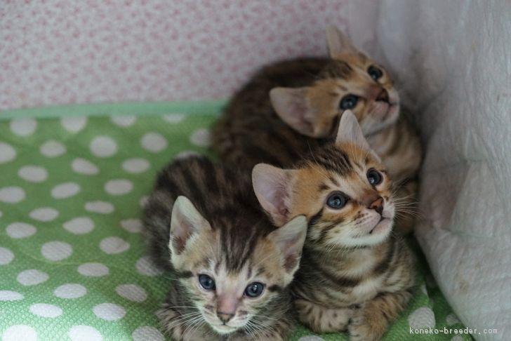 葛西　寿(かさい　ひさし)ブリーダー(青森県・ベンガル・TICA/ECC登録)の紹介写真2