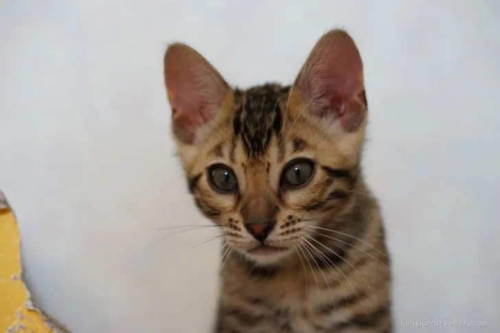 ID:1709-00494の子猫
