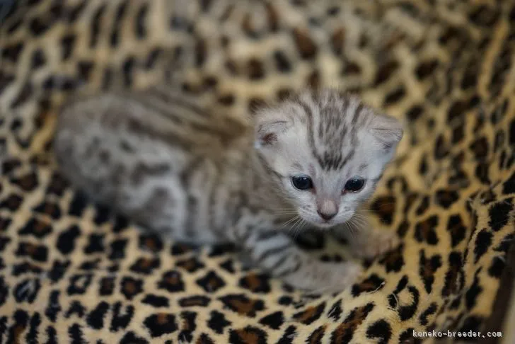 ID：1706-01176の子猫