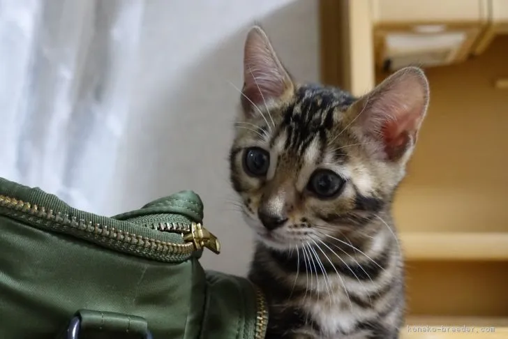 ID:1709-00522の子猫