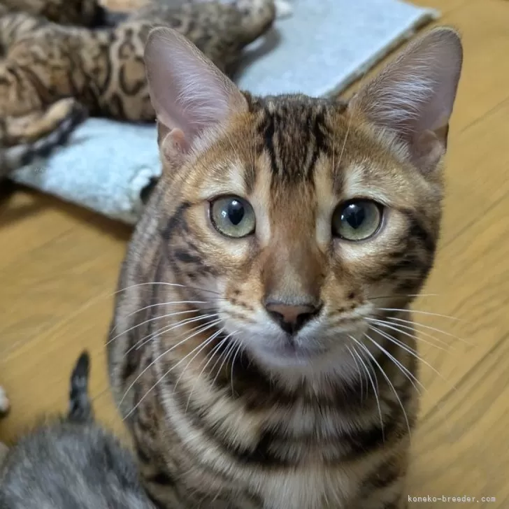 ID：2412-00378の子猫