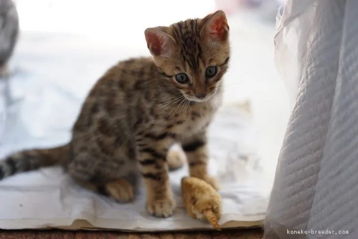 ID：1805-01756の子猫